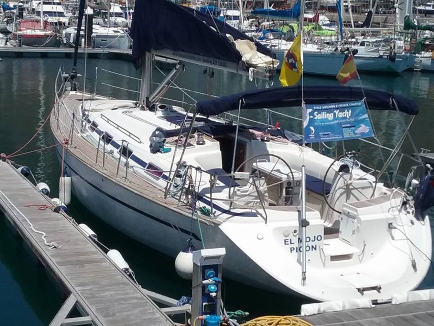 Tenerife: Teide National Park and Dolphins Sailboat Tour - Dolphins, pilot whales, and the limits of wildlife watching