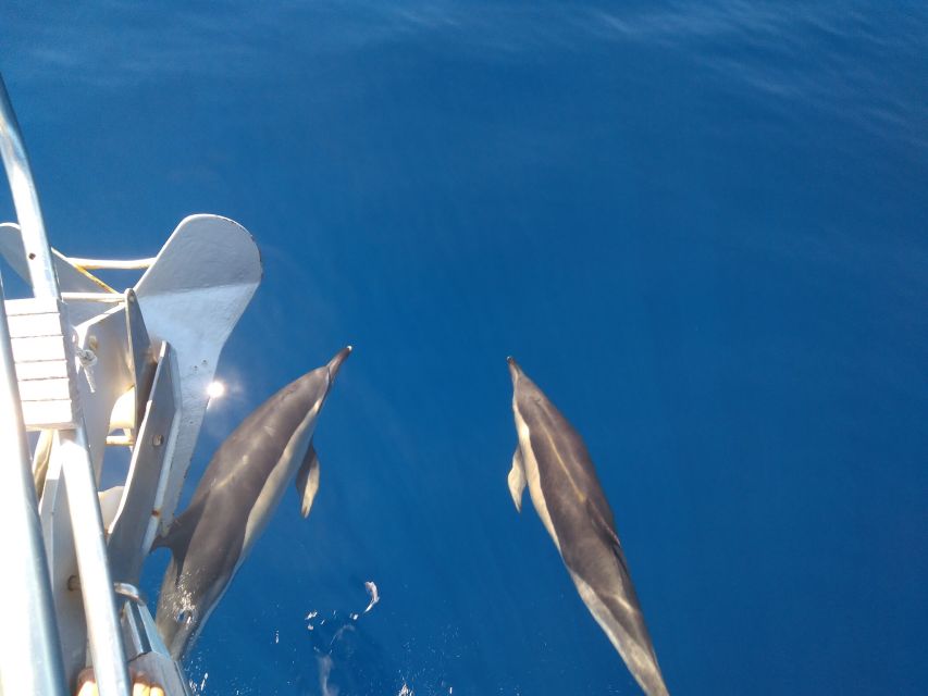 Tenerife: Teide National Park and Dolphins Sailboat Tour - Is $218 per person fair?