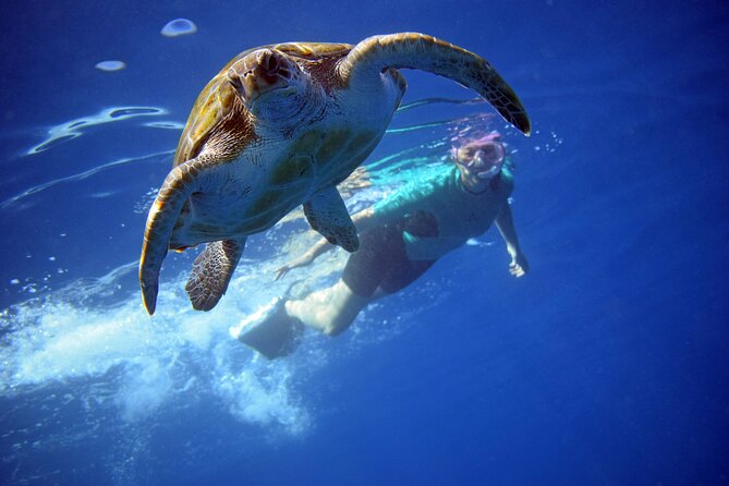 Tenerife: Turtle & Dolphin Kayak Tour with Snorkel & Wetsuit - Key points to know before you go