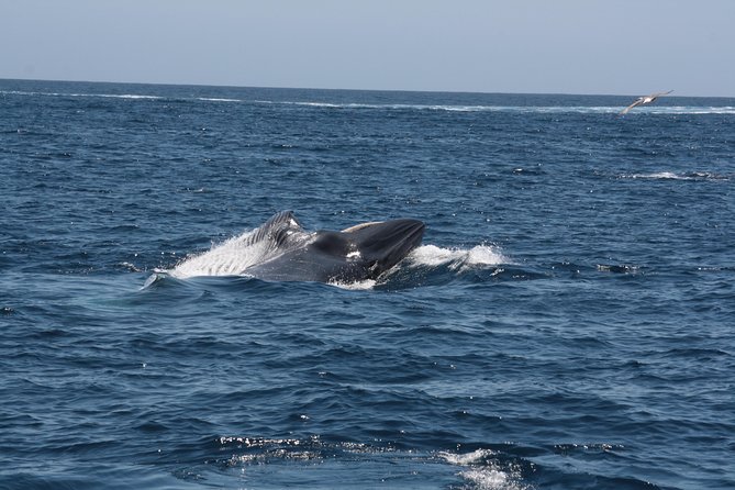 Tenerife: Whale and dolphin watching - Leaving from Puerto Colón in Costa Adeje
