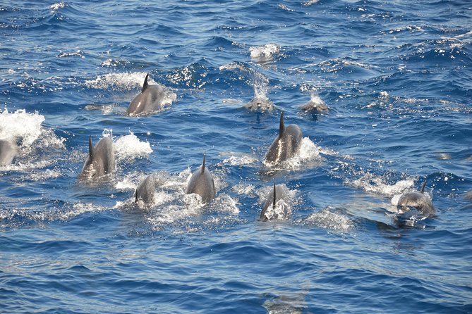 Tenerife: Whale and dolphin watching - Drinks, fruit, and the practical comforts