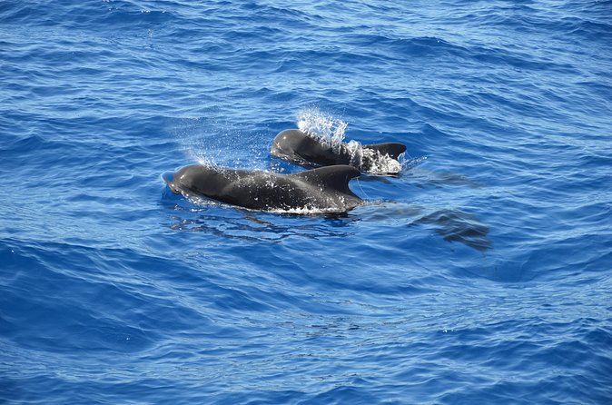Tenerife: Whale and dolphin watching - Sea sickness is the big question