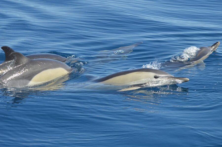 Tenerife: Whale and Dolphin Watching Boat Tour - Key points to know before you book