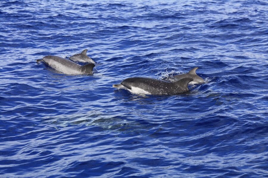 Tenerife: Whale and Dolphin Watching Boat Tour - Should you book the Whale Express tour?