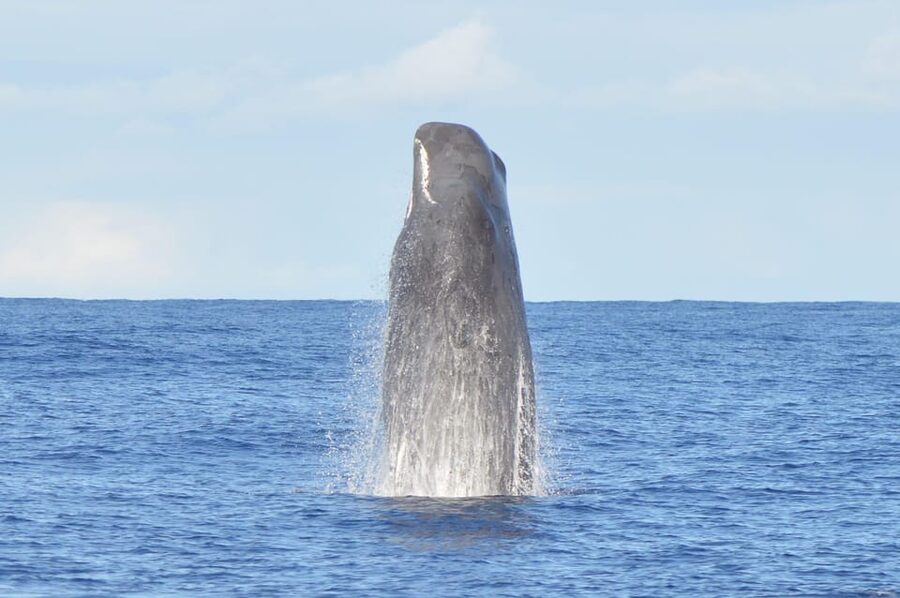 Tenerife: Whale and Dolphin Watching Boat Tour - What the Tenerife whale-watching trip is really like