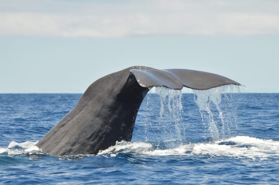 Tenerife: Whale and Dolphin Watching Boat Tour - The 15-minute transfer and safety briefing