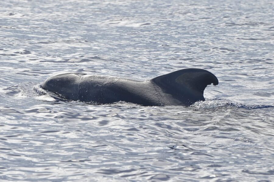 Tenerife: Whale and Dolphin Watching Boat Tour - Why the small group changes the outing