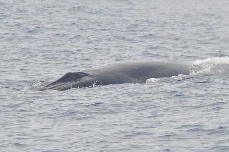 Tenerife: Whale and Dolphin Watching Boat Tour - Guide commentary and the value of a real explanation