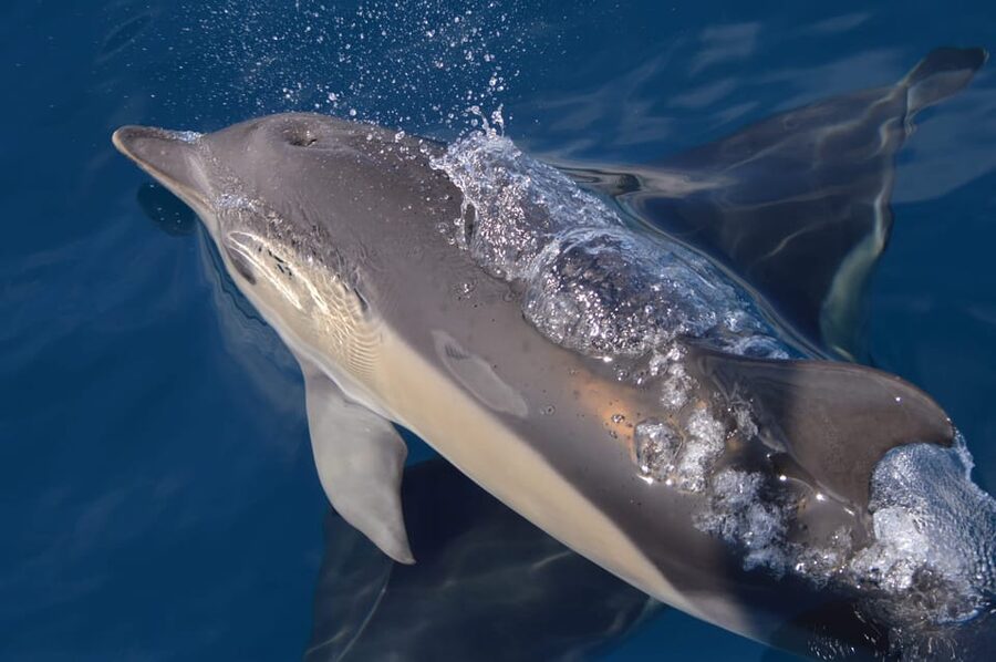 Tenerife: Whale and Dolphin Watching Boat Tour - Comfort, access, and the open-water tradeoff