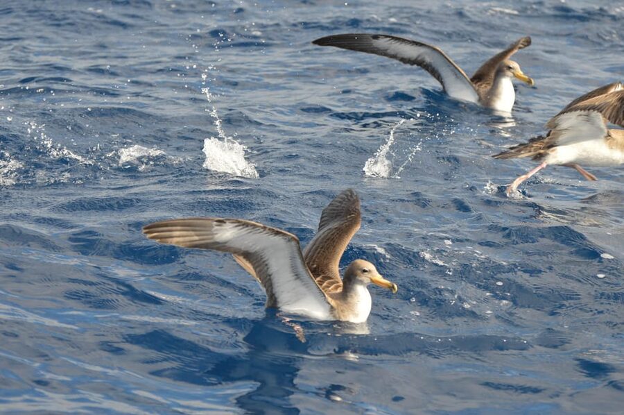 Tenerife: Whale and Dolphin Watching Boat Tour - Who should book this boat trip?