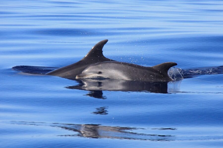 Tenerife: Whale and Dolphin Watching Boat Tour - Starting at Marina del Sur in Las Galletas