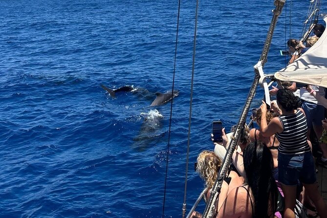 Tenerife: Whale and Dolphin Watching with a Plunge - Key points before you book
