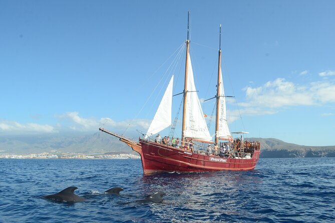 Tenerife: Whale and Dolphin Watching with a Plunge - The first 50 minutes: leaving the harbor and finding the wildlife