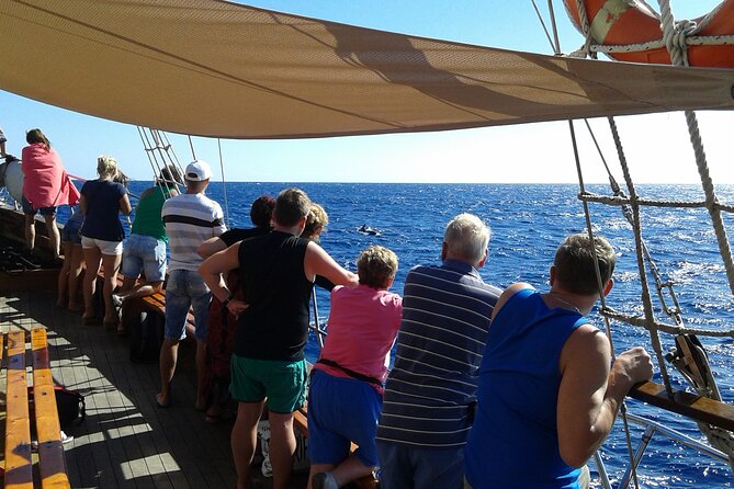Tenerife: Whale and Dolphin Watching with a Plunge - Returning to Los Cristianos