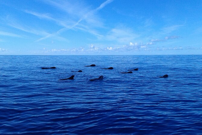 Tenerife: Whale and Dolphin Watching with a Plunge - Who should book this boat trip?