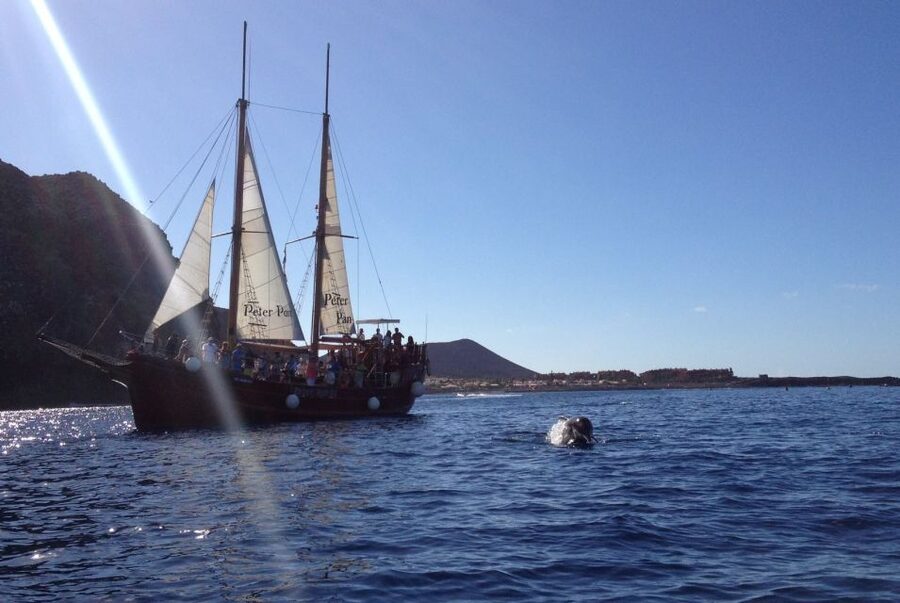 Tenerife: Whale & Dolphin Watching Cruise with Swim Stop - Booking flexibility and final practical advice