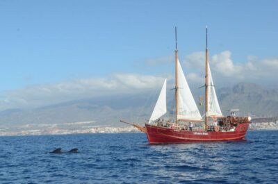 Whale & Dolphin Watching Cruise with Swim Stop