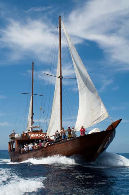 Tenerife: Whale & Dolphin Watching Cruise with Swim Stop - How the transport option affects your day