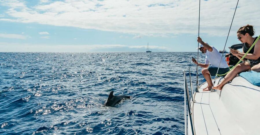 Tenerife: Whale & Dolphin Watching with Drinks and Snacks - Five details that shape the experience