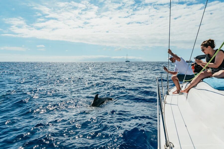 Tenerife: Whale & Dolphin Watching with Drinks and Snacks - Why this small yacht works better than a big excursion boat