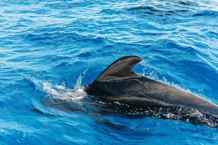 Tenerife: Whale & Dolphin Watching with Drinks and Snacks - Searching the Atlantic for pilot whales and dolphins