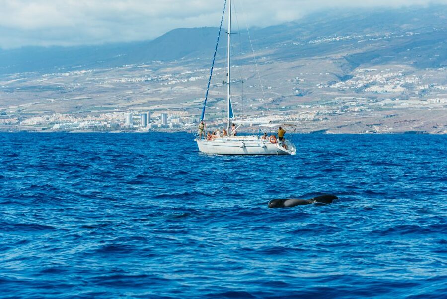 Tenerife: Whale & Dolphin Watching with Drinks and Snacks - What three hours feels like on the water