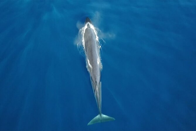 Tenerife Whales and Dolphins Watching Experience in Catamaran - Key points to know before you book