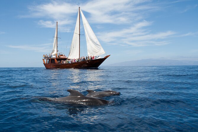 Tenerife : Whales and Dolphins with Food and Bath in Los Gigantes - Key points to know before you book