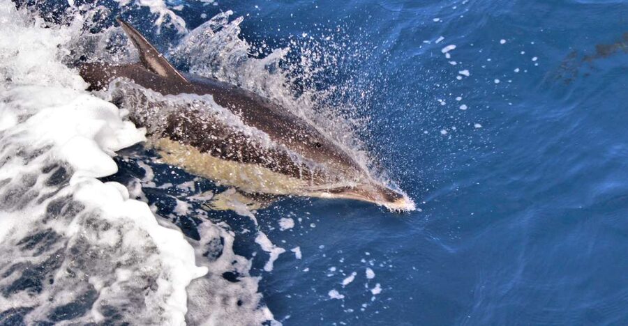 Terceira: Boat Tour and Swimming with Dolphins - Key Points Before You Book