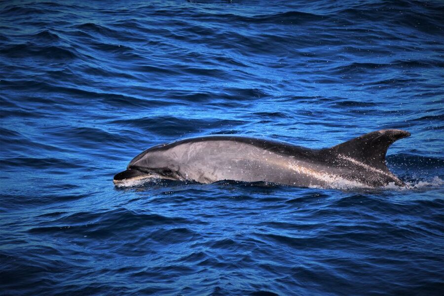 Terceira: Boat Tour and Swimming with Dolphins - Leaving From Marina de Angra do Heroísmo