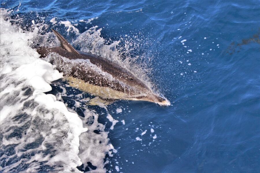 Terceira: Boat Tour and Swimming with Dolphins - Meeting Common Dolphins in the Water
