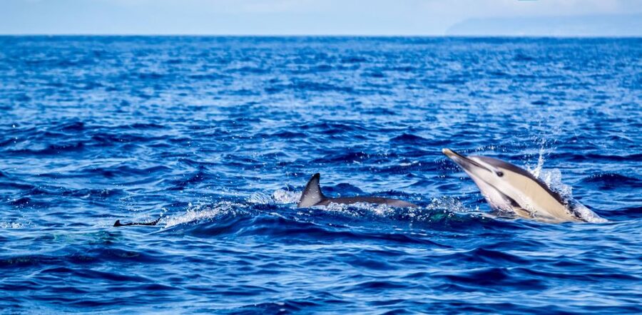Terceira: Boat Tour and Swimming with Dolphins - A Fast Boat Ride Into Terceira’s Waters