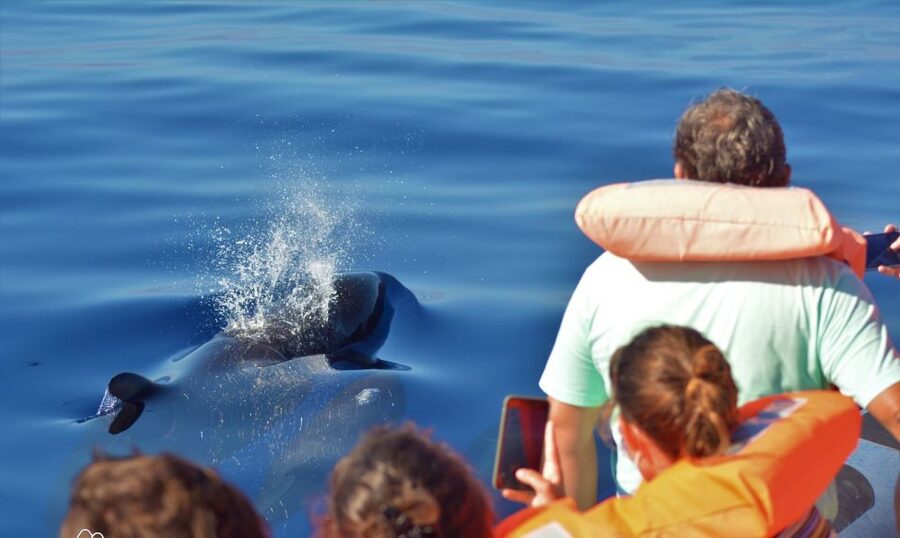 Terceira: Half-Day Dolphin and Whale Watching Tour - Timing, flexibility, and practical planning