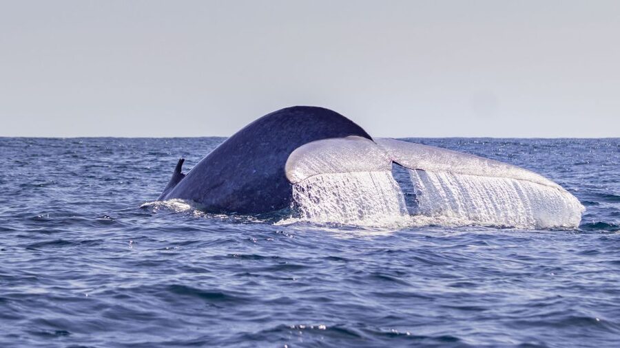 Terceira: Half-Day Dolphin and Whale Watching Tour - Meeting the crew in Angra do Heroísmo