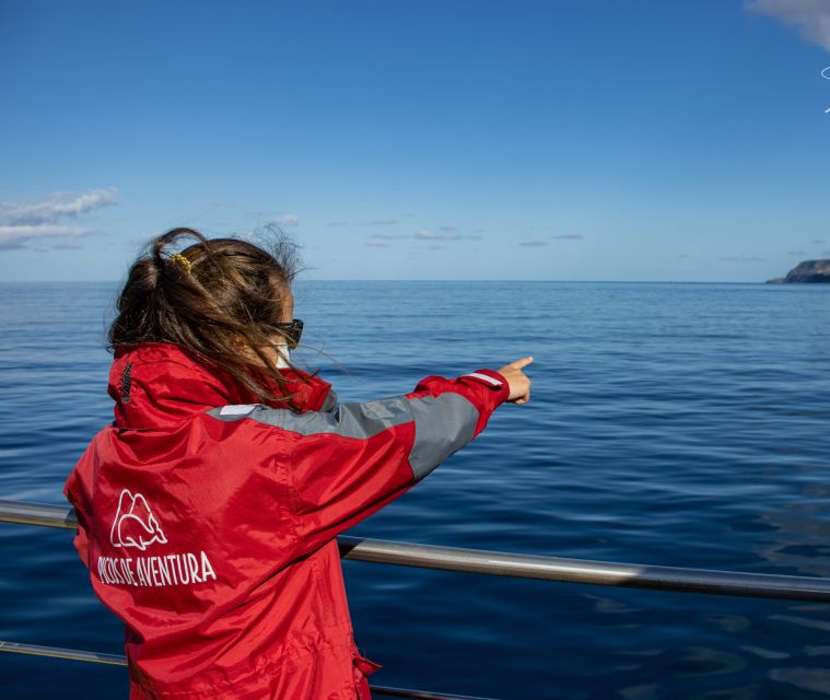 Terceira: Half-Day Dolphin and Whale Watching Tour - Three hours searching the Atlantic