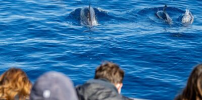 Half-Day Dolphin and Whale Watching Tour