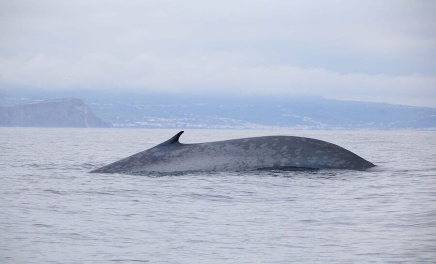 Terceira: Half-Day Dolphin and Whale Watching Tour - What the sightings feel like
