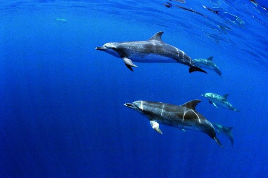 Terceira: Half-Day Dolphin and Whale Watching Tour - Terceira’s volcanic coast from the water