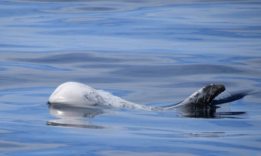 Terceira: Half-Day Dolphin and Whale Watching Tour - The ride: fun, fast, and not always gentle