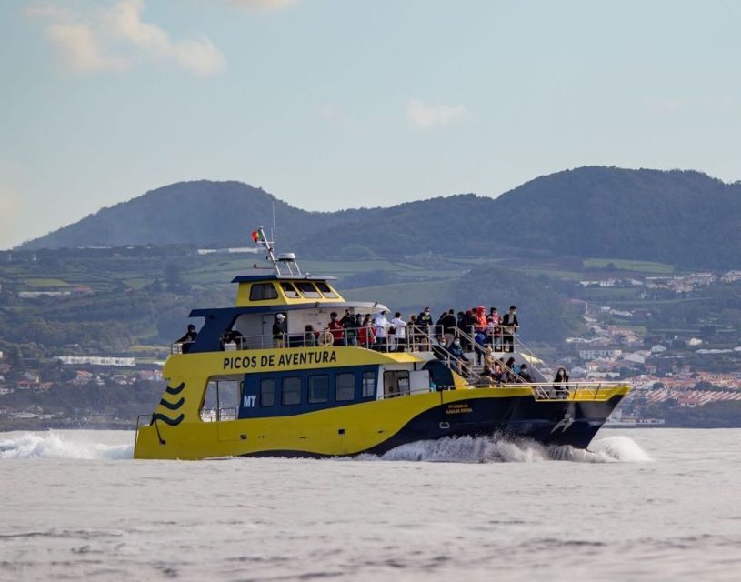 Terceira: Half-Day Dolphin and Whale Watching Tour - Guides who add real value