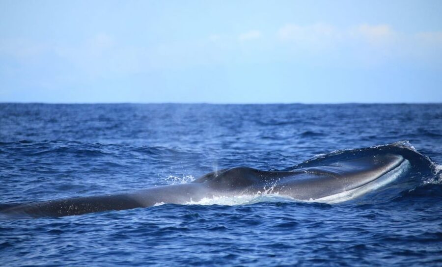 Terceira: Half-Day Dolphin and Whale Watching Tour - How much value do you get for $70?