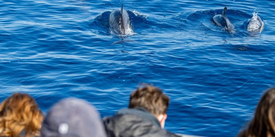Terceira: Half-Day Dolphin and Whale Watching Tour - The briefing sets the tone