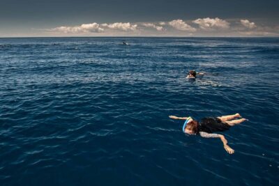 Terceira Island: Swimming with Wild Dolphins | Natural Habitat