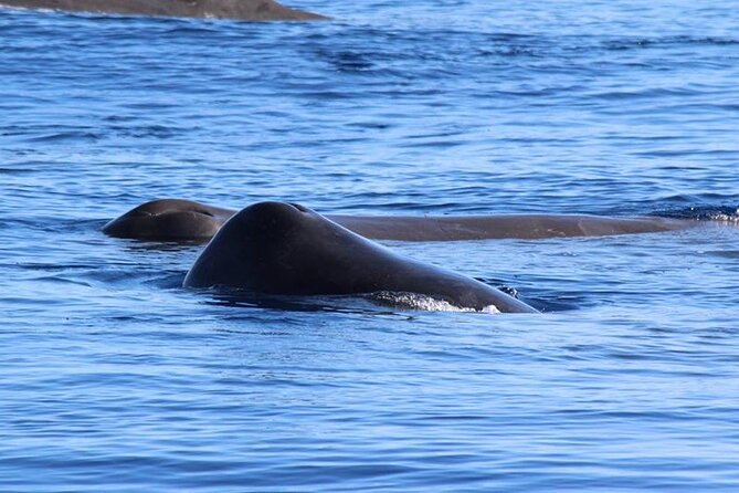 Terceira Island: Whale & Dolphin Watching | Best Wildlife Tour - Boarding the small open boat