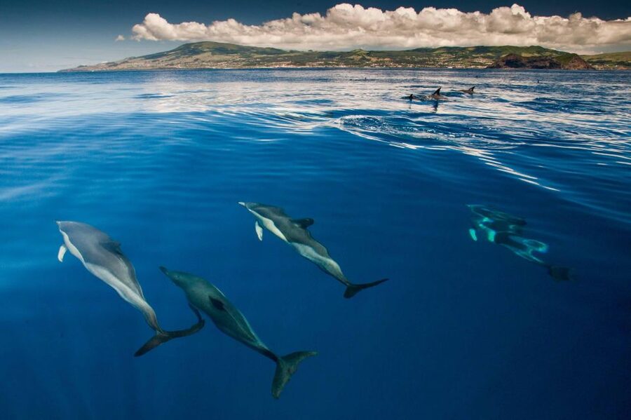 Terceira: Swimming with Wild Dolphins | Natural Habitat - Meeting the boat at OceanEmotion