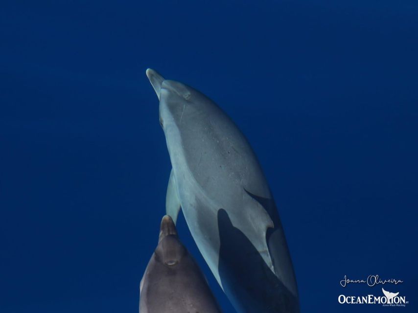 Terceira: Swimming with Wild Dolphins | Natural Habitat - Searching for dolphins in the Atlantic