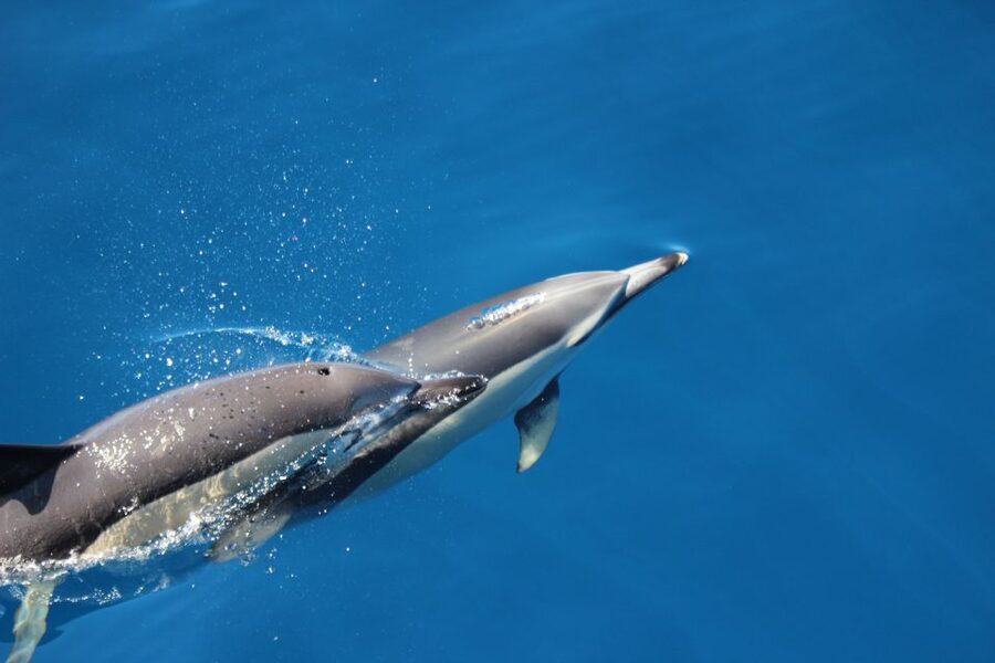 Terceira: Swimming with Wild Dolphins | Natural Habitat - Is $147 a fair price?