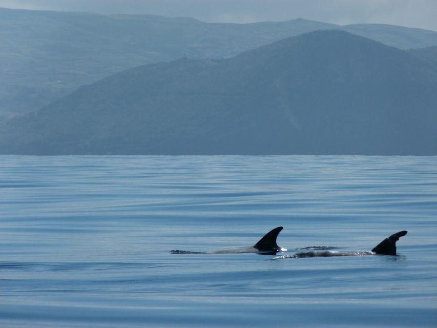 Terceira: Swimming with Wild Dolphins | Natural Habitat - Booking advice and cancellation flexibility