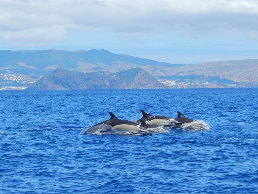 Terceira: Swimming with Wild Dolphins | Natural Habitat - The safety briefing comes first