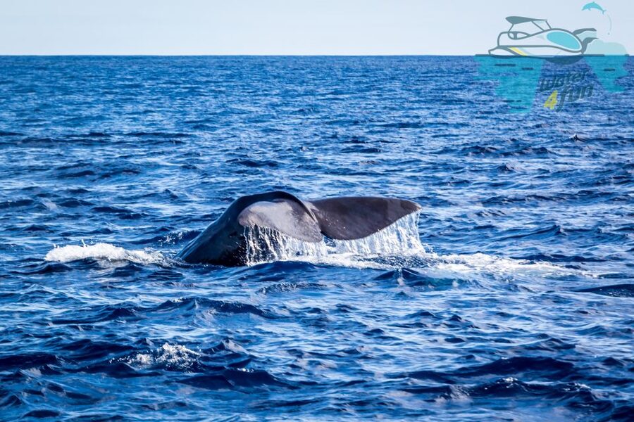 Terceira: Whale and Dolphin Watching in a Zodiac Boat - Key points to know before you book